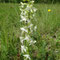 Platanthère à deux feuilles (Platanthera bifolia)