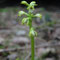 Racine de corail (Corallorhiza trifida)