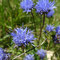 Jasione perennis (Pyrénées)