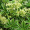 Alchemilla alpina (Massif central)
