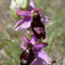 Ophrys de la Drôme (Ophrys drumana)