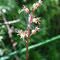 Listère à feuilles cordées (Neottia cordata)
