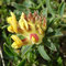 Anthyllis vulneraria subsp. rubriflora
