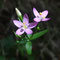 Érythrée petite-centaurée (Centaurium erythraea)