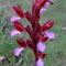 Orchis papillon (Anacamptis papilionacea)