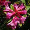 Rhododendron ferrugineum (Pyrénées)