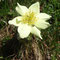 Pulsatilla alpina ssp. apiifolia (Alpes)