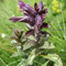 Bartsia alpina (Pyrénées)