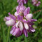 Coronilla varia