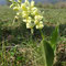 Orchis pâle (Orchis pallens)