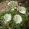 Astrantia major (Massif central)