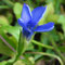 Gentiane ciliée (Gentianopsis ciliata)