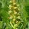 Orchis grenouille (Coeloglossum viride)