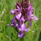 Orchis négligé (Dactylorhiza praetermissa)