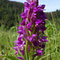 Orchis de Mai (Dactylorhiza majalis)
