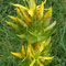 Gentiane jaune (Gentiana lutea)