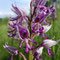 Orchis x beyrichii (militaris x simia)