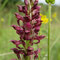 Orchis punaise (Anacamptis coriophora)