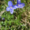 Veronica fruticans (Pyrénées)