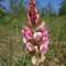 Onobrychis viciifolia