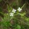 Thesium alpinum (Vosges)