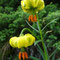 Lilium pyrenaicum (endémique)
