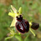 Ophrys noir (Ophrys incubacea)