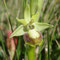 Ophrys de Mars (Ophrys exaltata sp. marzuola)
