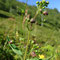 Scrofularia alpestris (Pyrénées)