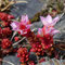 Sedum candollei (endémique)