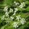 Conopodium pyrenaeum (subendémique)
