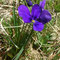Viola lutea (Vosges)