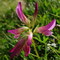 Trifolium alpinum (Alpes)