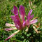Trifolium alpinum