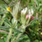 Trifolium stellatum