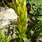 Thymelaea calycina (subendémique)