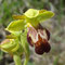 Ophrys sombre (Ophrys fusca)