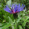 Cyanus montanus (Vosges)