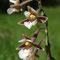 Epipactis des marais (Epipactis palustris)