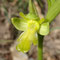 Ophrys de De Forestier (Ophrys forestieri hypochrome)