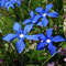 Gentiana verna (Pyrénées)