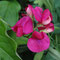 Lathyrus tuberosus