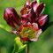 Gentiane pourpre (Gentiana purpurea)