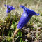 Gentiana occidentalis (subendémique)