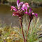 Pedicularis pyrenaica (endémique)