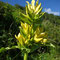 Gentiane de Marcailhou (Gentiana x marcailhouana)