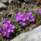 Primula hirsuta (Alpes)