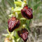 Ophrys de Provence (Ophrys provincialis)