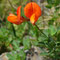 Lotus alpinus (Pyrénées)
