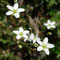 Minuartia verna (Pyrénées)